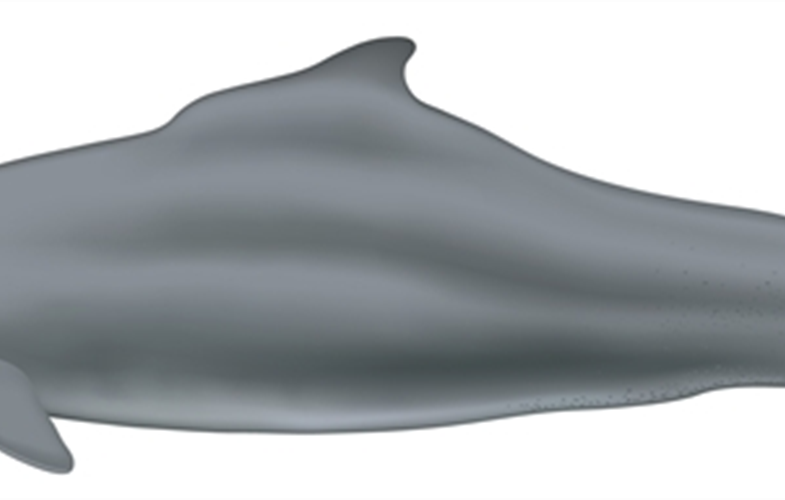 1. Atlantic humpback dolphin-(c)U. Gorter